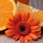 555 images Mod Apk 9.1 for android