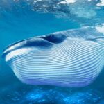 The Blue Whale Mod Apk 1.1.3 for android