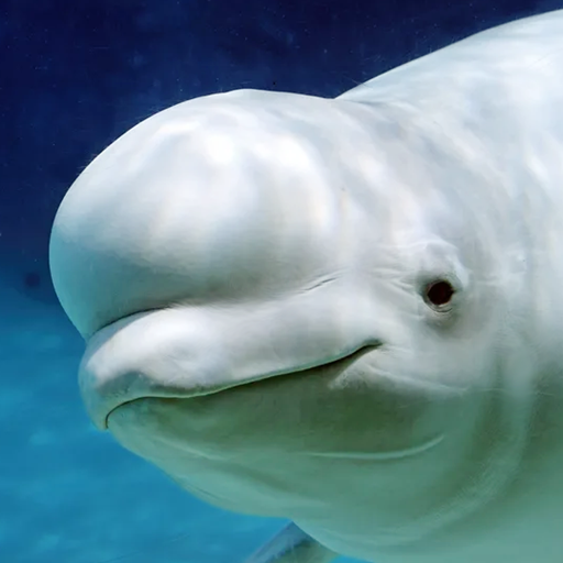The Beluga Whale Mod Apk 1.1.9 for android