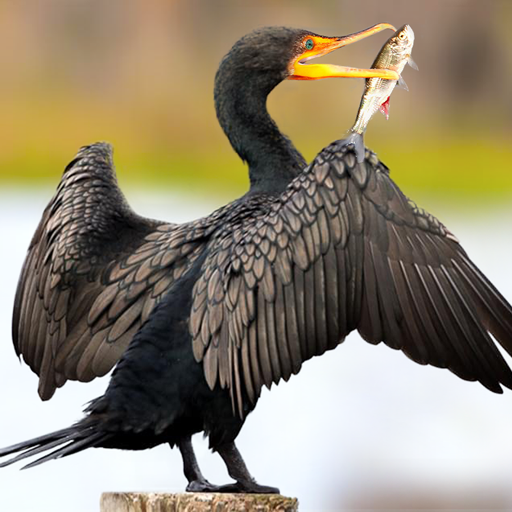 The Cormorant Mod Apk 1.2.1 for android