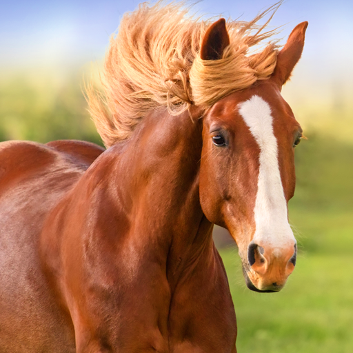 The Horse Mod Apk 1.2.1 for android