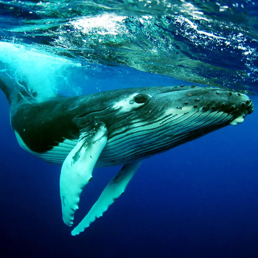 The Humpback Whales Mod Apk 1.1.6 for android