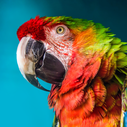 The Parrot Mod Apk 1.2.0 for android