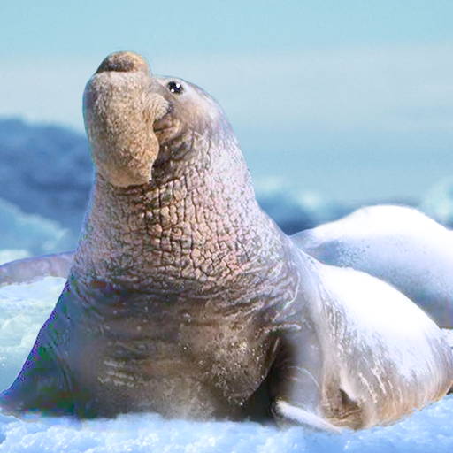 The Seal Elephant Mod Apk 1.1.9 for android