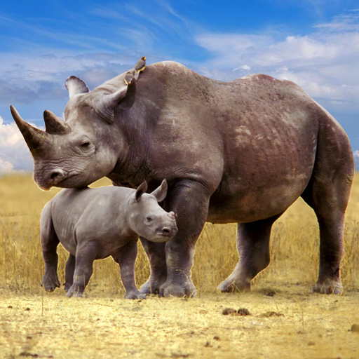 The Rhinoceros Mod Apk 1.2.8 for android