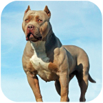Pitbull Simulator Mod Apk 1.3.5 for android