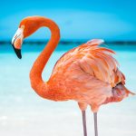 The Flamingo Mod Apk 1.2.2 for android