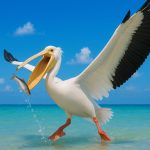 The Pelican Mod Apk 1.2.4 for android